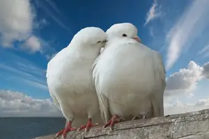 1521305871236